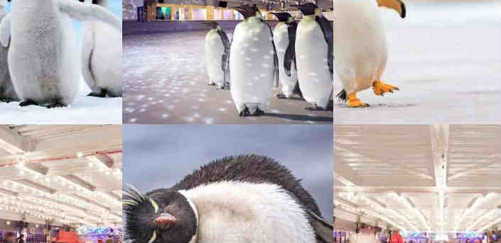 Penguins exploited by London business