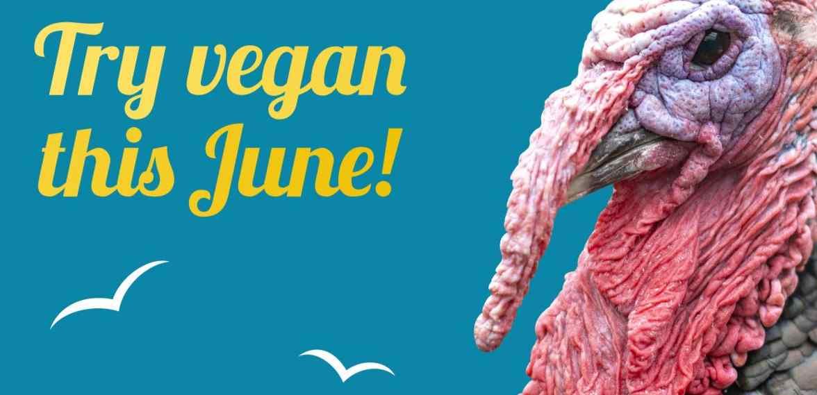 Summer Vegan Pledge is rolling back into town